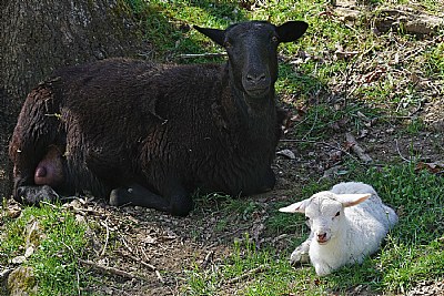 white sheep in the family