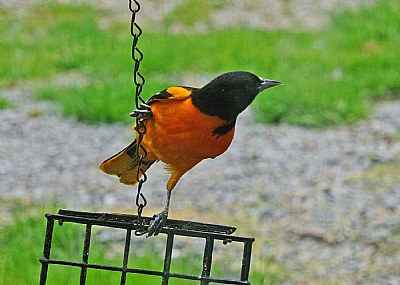 on the lookout-Bal'more Oriole