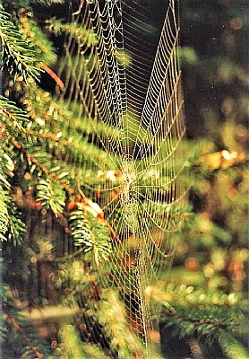 spider web on spruce