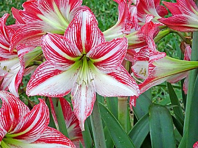 Striped Amaryllis