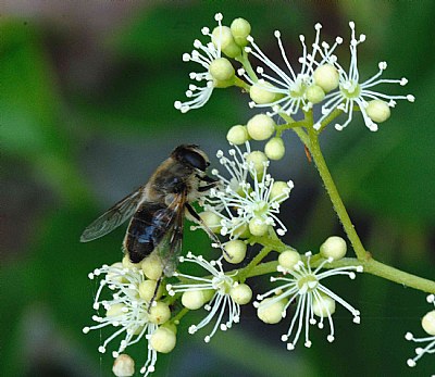 Wild bee onn flower