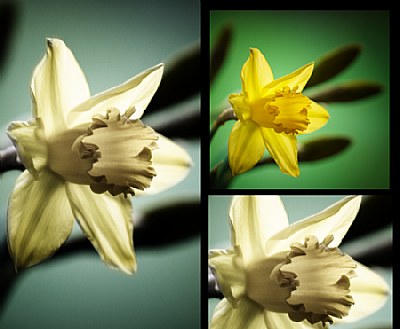 Daffodils