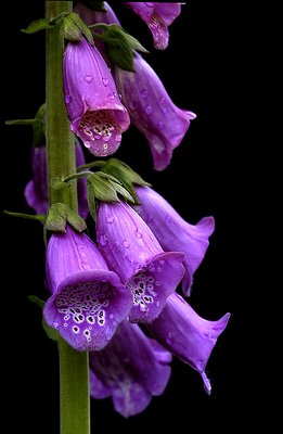 Purple Foxglove