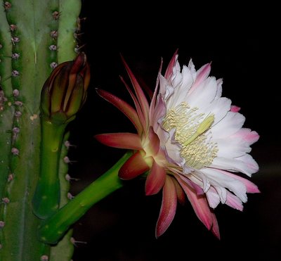 fiore di sera