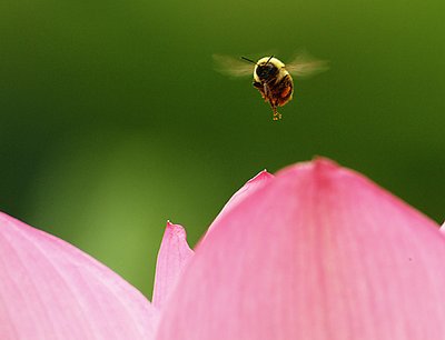 Bee-747 - you are cleared for landing