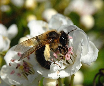 Wild bee on flower