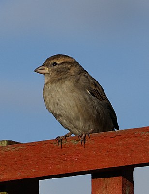 Sparrow