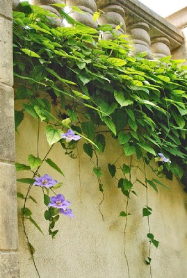 Blue Flowers on Wall