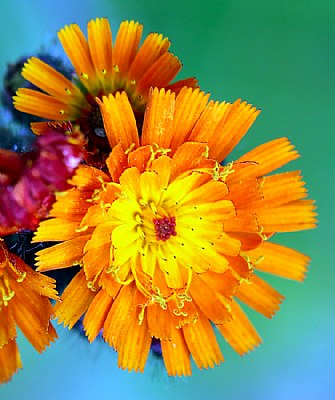 Hawkweed