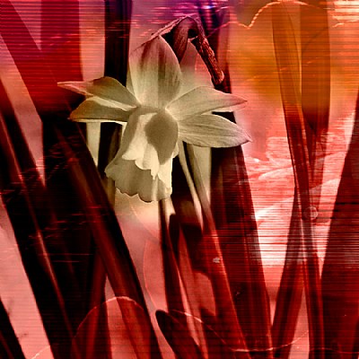 SunSet Daffodils