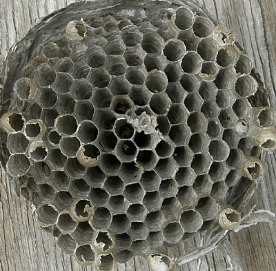 WASP CELL