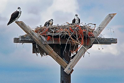 Osprey