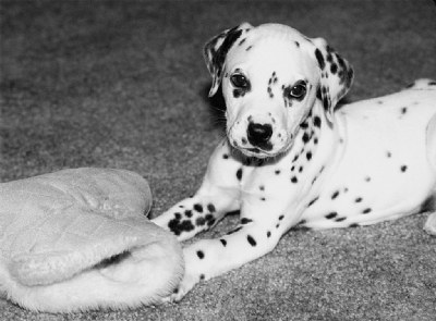 Dalmation Pup