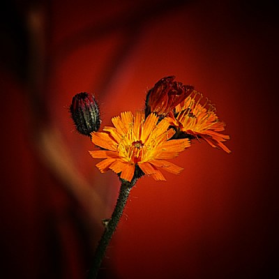 Summer Flower