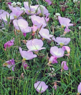 Pink Prairie Primroses