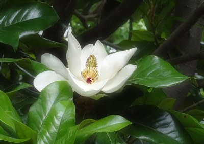 Magnolia Blossom