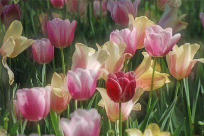 Tulips