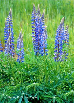 Blue Lupine