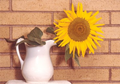 Sunflower in Milk Pitcher