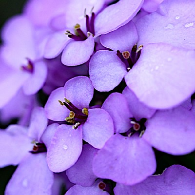 Purple Flower