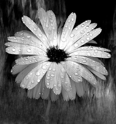 B+W flower