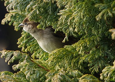 Bird Look Out