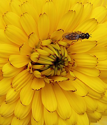 Yellow Flower