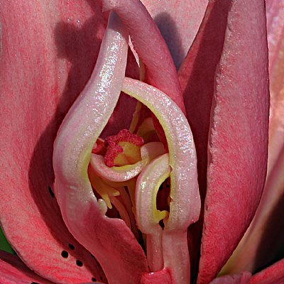 Flower Details