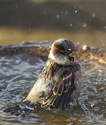 Summer Sparrow