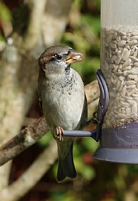 Sparrow Feeder