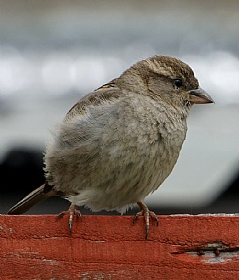 Sparrow