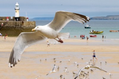 Harbour Seagulls 