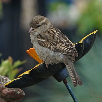 Sparrow