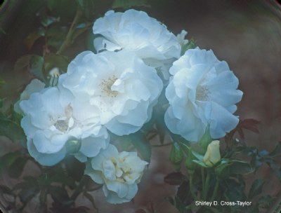 Soft White Roses