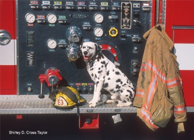 Firehouse Dog