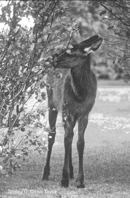 Elk Calf