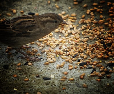 - Sparrow -