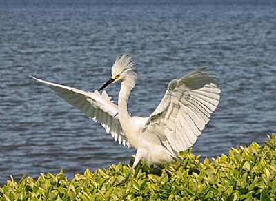 Egret from Tampa Bay