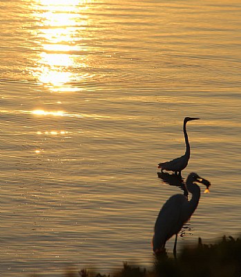 Birds of Tampa Bay