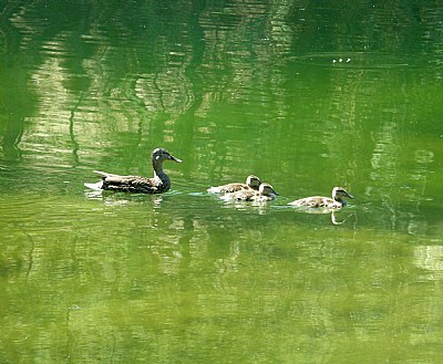 MALLARD DUCKS