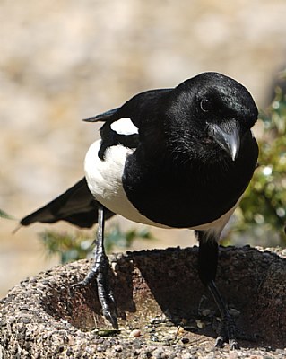 Magpie