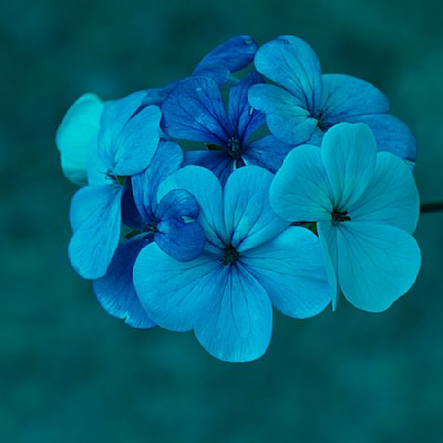 Flowers In Blue