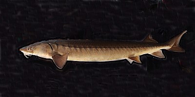 STURGEON