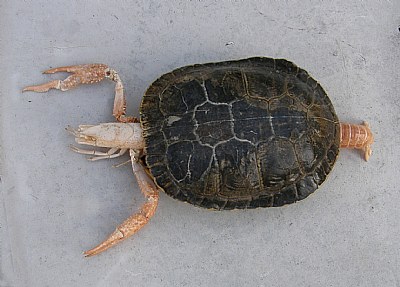 CRAWTURTLE