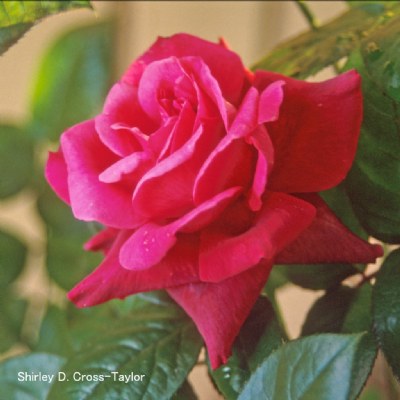 Bright Pink Rose