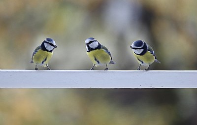 Chatting on my balcony