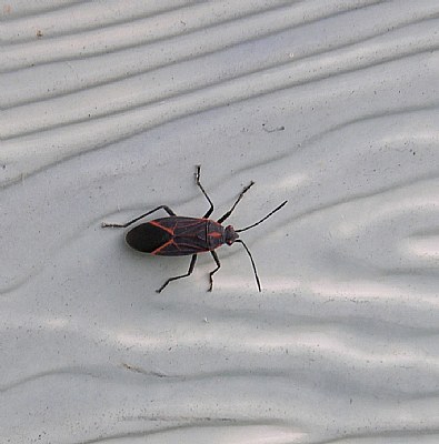 BOX ELDER BUG