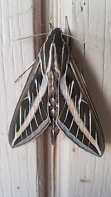 WHITE LINED MOTH