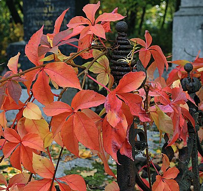 red leaves