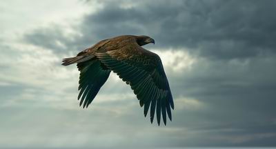 Juvenile Eagle